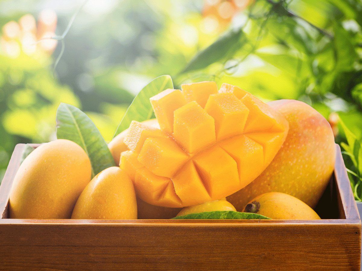 MANGO FRUITS ARE THE LEADING EXPORT IN THE WESTERNFARM